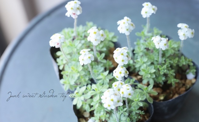 山野草】 『トチナイ草』 ツルハナガタ | すべての商品 | | Junk sweet