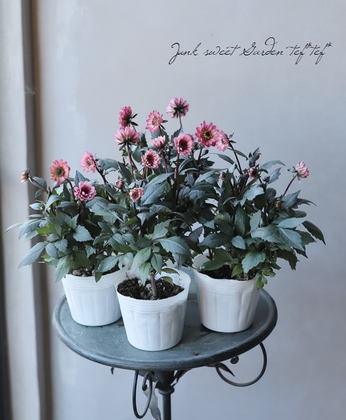 宿根・銅葉プチダリア ハミングブロンズ 『パープレア』 | すべての