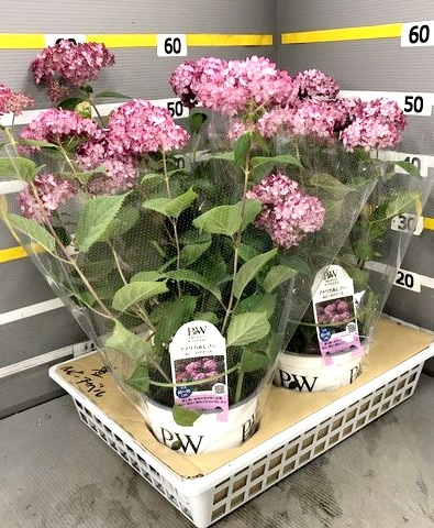 紫陽花アナベル 『ルビーのアナベル』 | すべての商品 | | Junk sweet