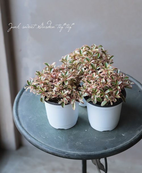 ���ץ����ޡ��إ쥤��ܡ����ץ饤����