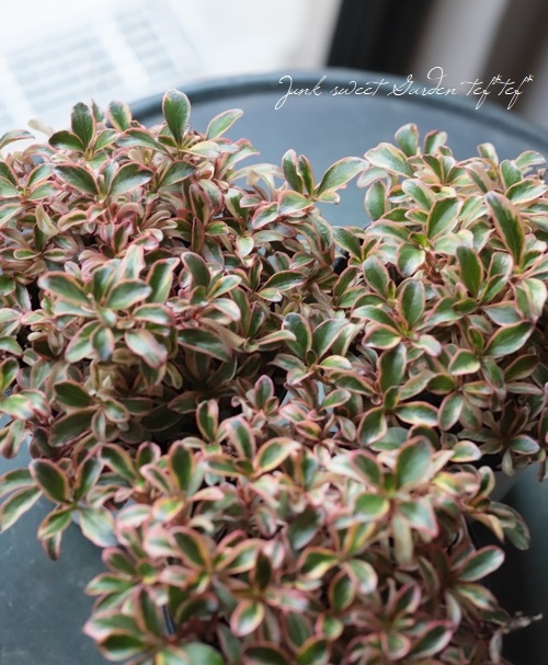 ���ץ����ޡ��إ쥤��ܡ����ץ饤����