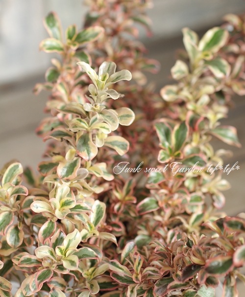 ���ץ����ޡ��إ쥤��ܡ����ץ饤����