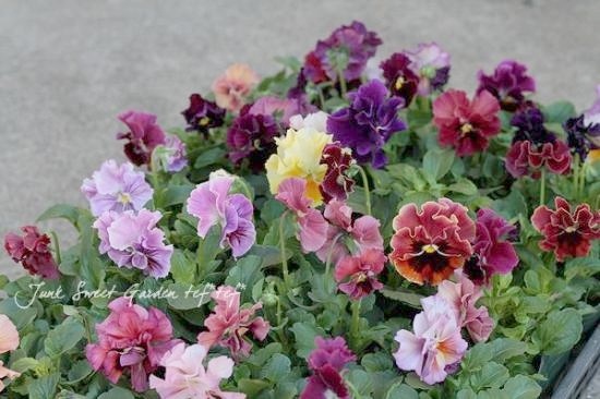 臘ꥸʥѥ󥸡ŷα MIX