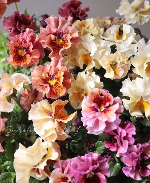 臘ꥸʥѥ󥸡ŷα MIX