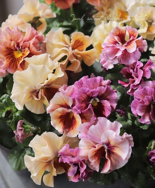 臘ꥸʥѥ󥸡ŷα MIX