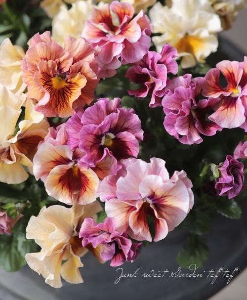 臘ꥸʥѥ󥸡ŷα MIX