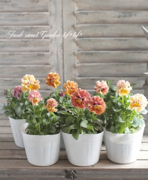 臘ꥸʥѥ󥸡ŷα MIX