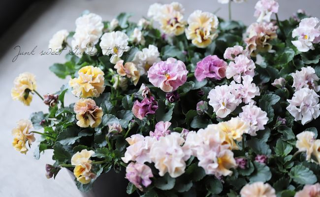 臘ꥸʥѥ󥸡ŷα MIX