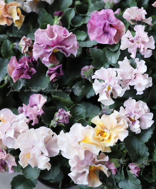 臘ꥸʥѥ󥸡ŷα MIX