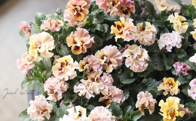 臘ꥸʥѥ󥸡ŷα MIX