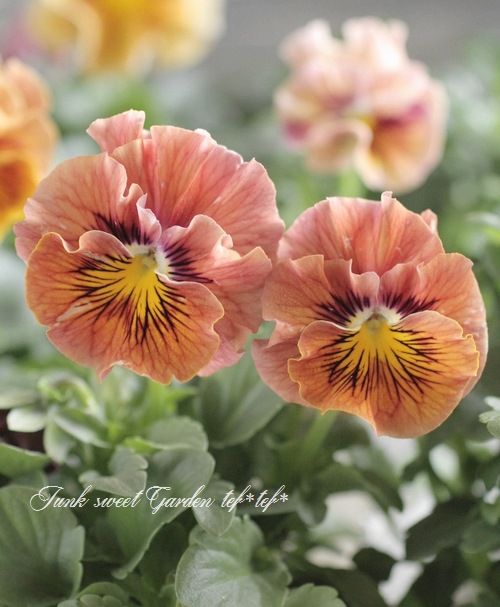 臘ꥸʥѥ󥸡ŷα MIX