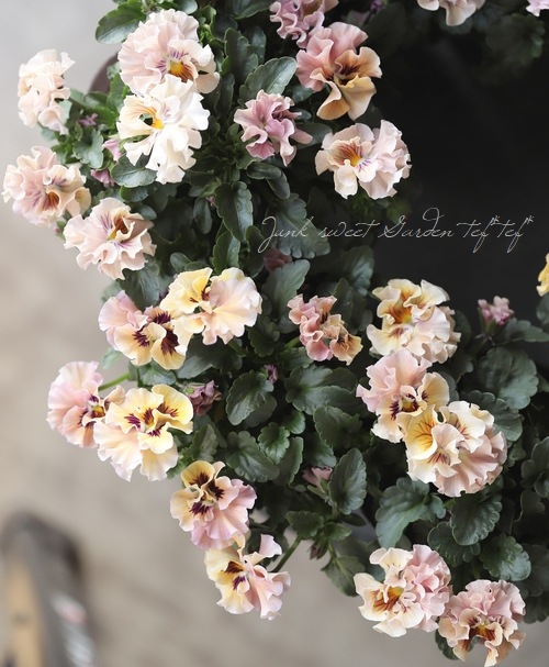 臘ꥸʥѥ󥸡ŷα MIX