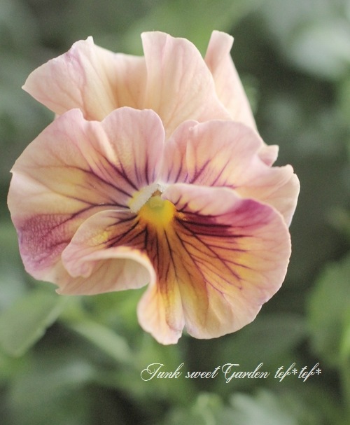 臘ꥸʥѥ󥸡ŷα MIX