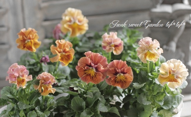 臘ꥸʥѥ󥸡ŷα MIX