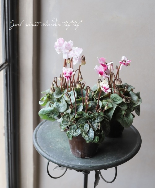 ア*ス様 vintageサンタクルズsanta cruzスティーブアルバ スケー ア*ス様 vintageサンタクルズsanta cruzスティーブアルバ スケー