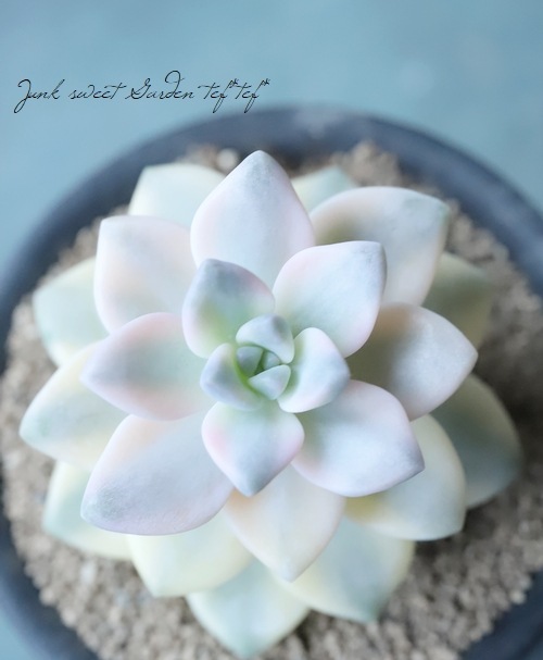 ��¿����ʪ�� ������إƥ��ƥ�Х󥹶ӡ١��إ��ץꥳ�å����Ͷӡ� �����٥ꥢ°