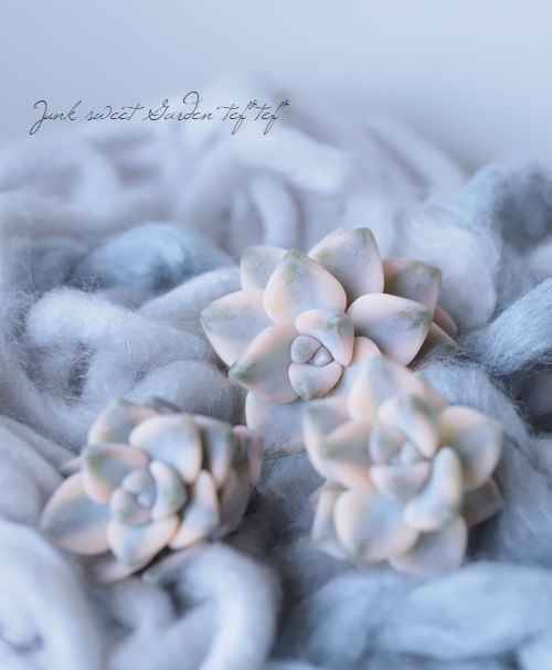 ��¿����ʪ�� ������إƥ��ƥ�Х󥹶ӡ١��إ��ץꥳ�å����Ͷӡ� �����٥ꥢ°