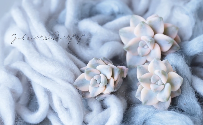 ��¿����ʪ�� ������إƥ��ƥ�Х󥹶ӡ١��إ��ץꥳ�å����Ͷӡ� �����٥ꥢ°