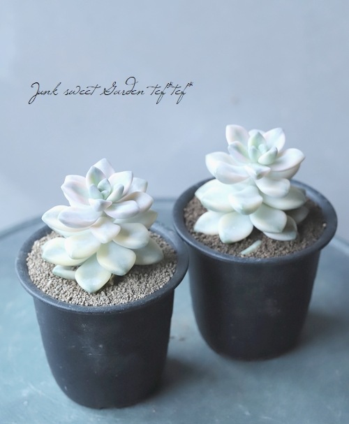 ��¿����ʪ�� ������إƥ��ƥ�Х󥹶ӡ١��إ��ץꥳ�å����Ͷӡ� �����٥ꥢ°