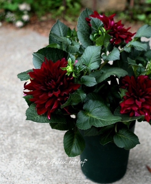 �ֹ����ꥢ���ع�ĳ��