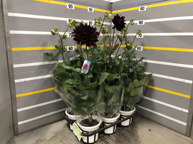 �ֹ����ꥢ���ع�ĳ��