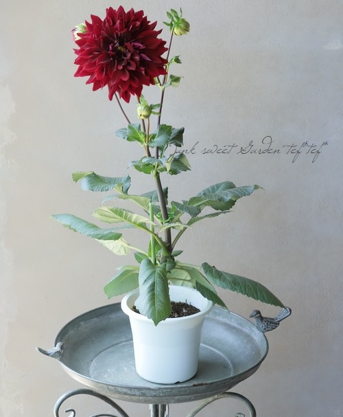 �ֹ����ꥢ���ع�ĳ��