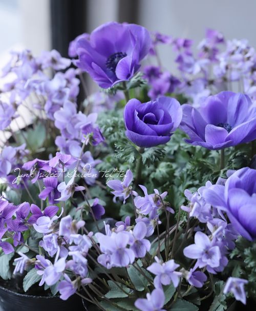 �ɺ����ߥ졡��Ȭε�����ߤ�١�����Ω