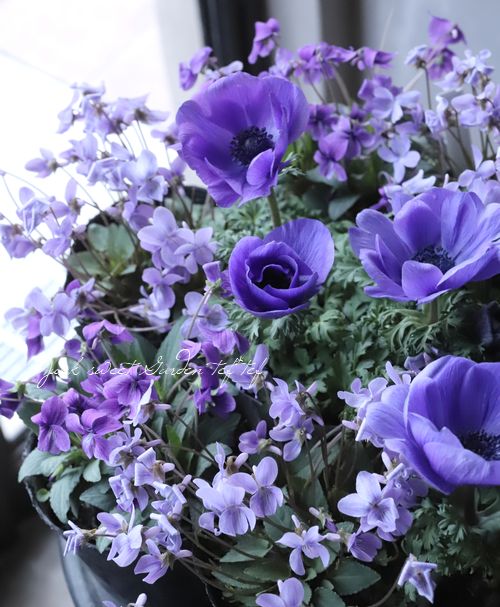 �ɺ����ߥ졡��Ȭε�����ߤ�١�����Ω