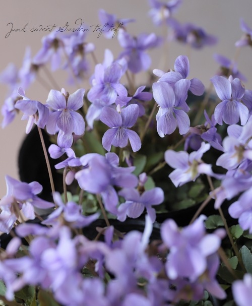 �ɺ����ߥ졡��Ȭε�����ߤ�١�����Ω