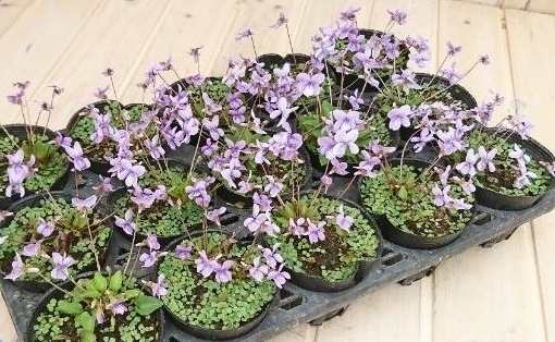 �ɺ����ߥ졡��Ȭε�����ߤ�١�����Ω