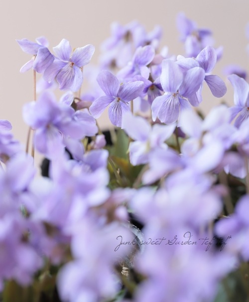 �ɺ����ߥ졡��Ȭε�����ߤ�١�����Ω