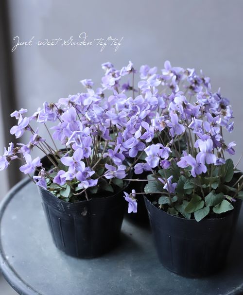 �ɺ����ߥ졡��Ȭε�����ߤ�١�����Ω