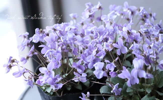 �ɺ����ߥ졡��Ȭε�����ߤ�١�����Ω