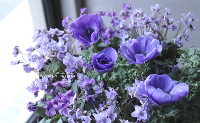 �ɺ����ߥ졡��Ȭε�����ߤ�١�����Ω