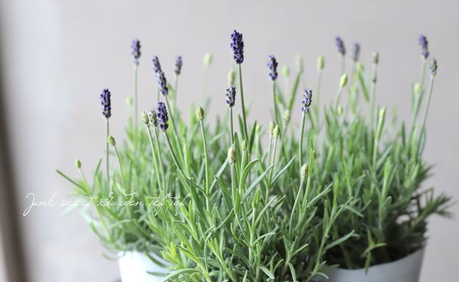 イングリッシュラベンダー 『アヴィニョンアーリーブルー』 | すべての