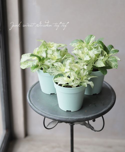 斑入りカラーリーフ紫陽花 スフレ すべての商品 Junk Sweet Garden Tef Tef 斑入りカラーリーフ紫陽花 スフレ すべての商品 Junk Sweet Garden Tef Tef