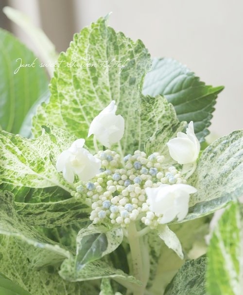 斑入りカラーリーフ紫陽花 『スフレ』 | すべての商品 | | Junk sweet