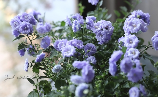 お花　父の日　寄せ植え　イングリッシュラベンダー　カンパヌラ　ブルーワンダー お花父の日寄せ植えイングリッシュラベンダーカンパヌラブルー