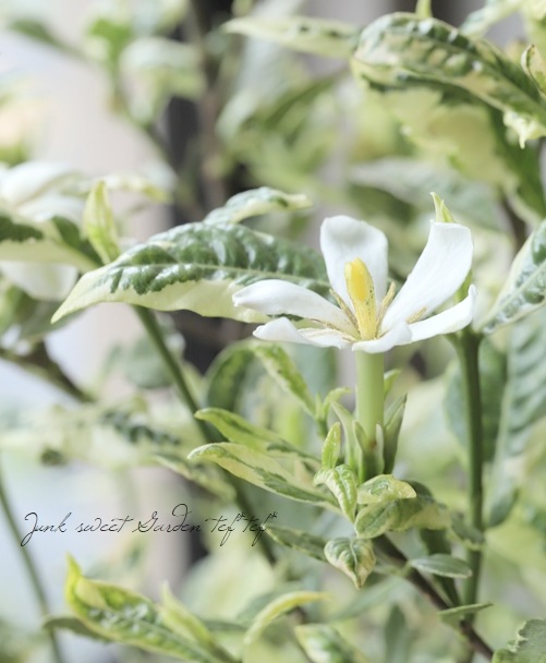 斑入りクチナシ』 | すべての商品 | | Junk sweet Garden tef*tef*