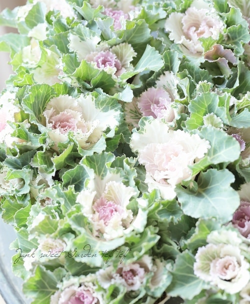 葉牡丹 『ローズクォーツ』 セッションシリーズ | すべての商品