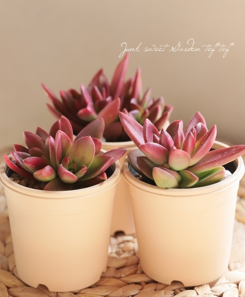 多肉植物】 『赤鬼城』 クラッスラ属 いとうぐりーん | すべての商品