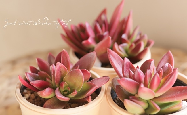 多肉植物 赤い子♡ 赤鬼城の育て方｜日当たりや水やりのコツは？｜🍀GreenSnap（グリーン