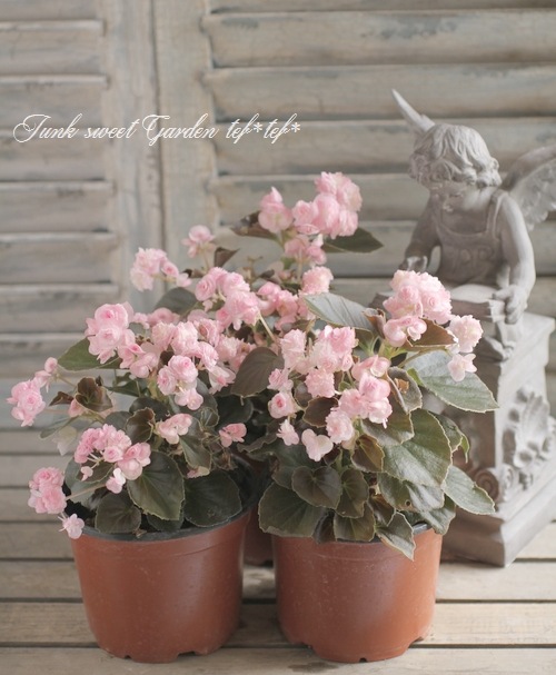 八重咲き小輪ベゴニア 『ダブレット』 ピンク | すべての商品 | | Junk