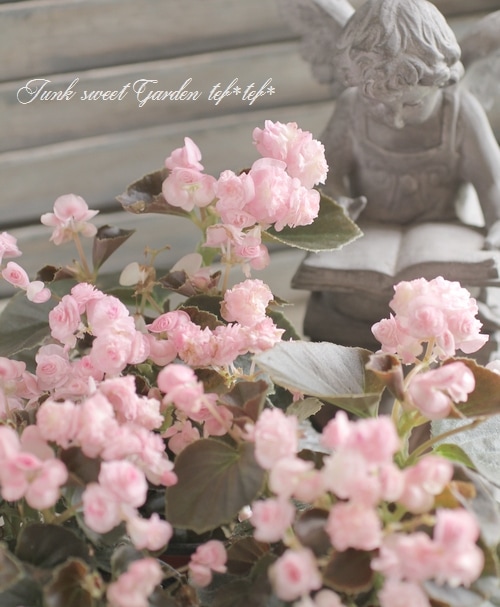 八重咲き小輪ベゴニア 『ダブレット』 ピンク | すべての商品 | | Junk