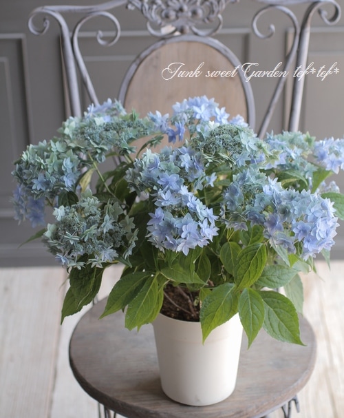 紫陽花　確認用 PWさん新品種の紫陽花モニター｜そだレポ（栽培レポート）byこは