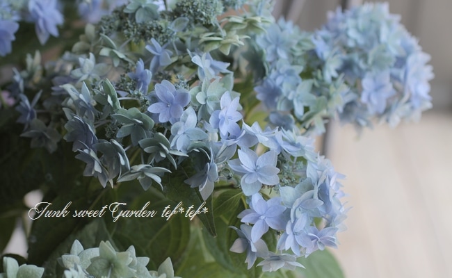 秋色紫陽花 『見方八重 -ミカタヤエ-』 山紫陽花 | すべての商品