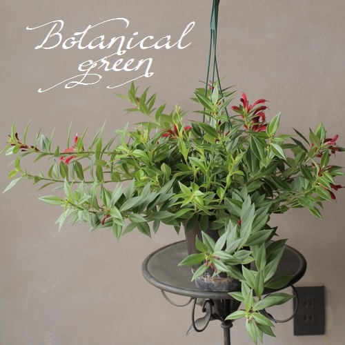 観葉植物】 エスキナンサス 『ヒューシミス』 | すべての商品 | | Junk