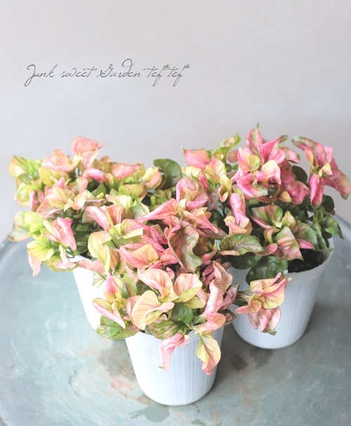 ����ƥ�ʥ󥻥顡�إե��ˡ��ɥ쥹��