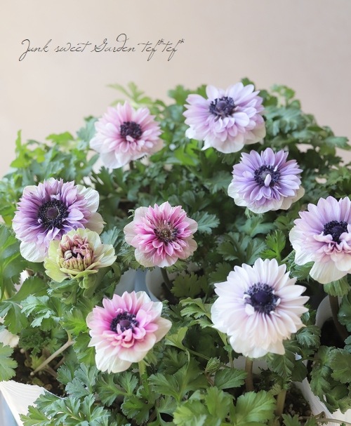 Ȭ�ź餭���ͥ�� �إ��֥�ѥ��ƥ��