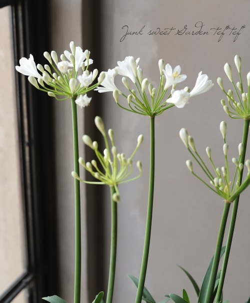 アガパンサス 『スノーボール』 コンパクト品種！ | すべての商品